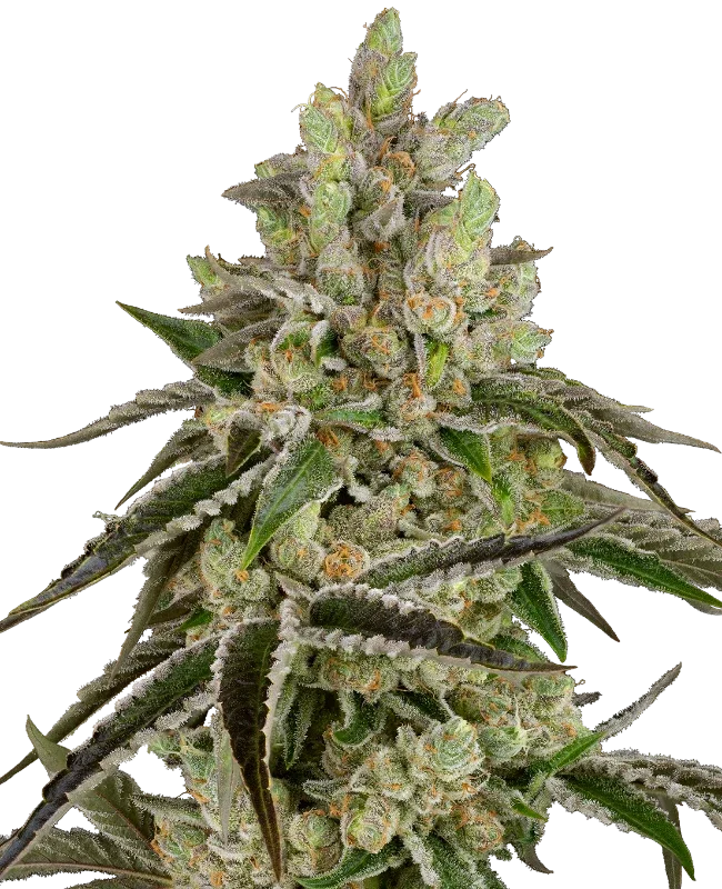 B-Funk van Sensi Seeds