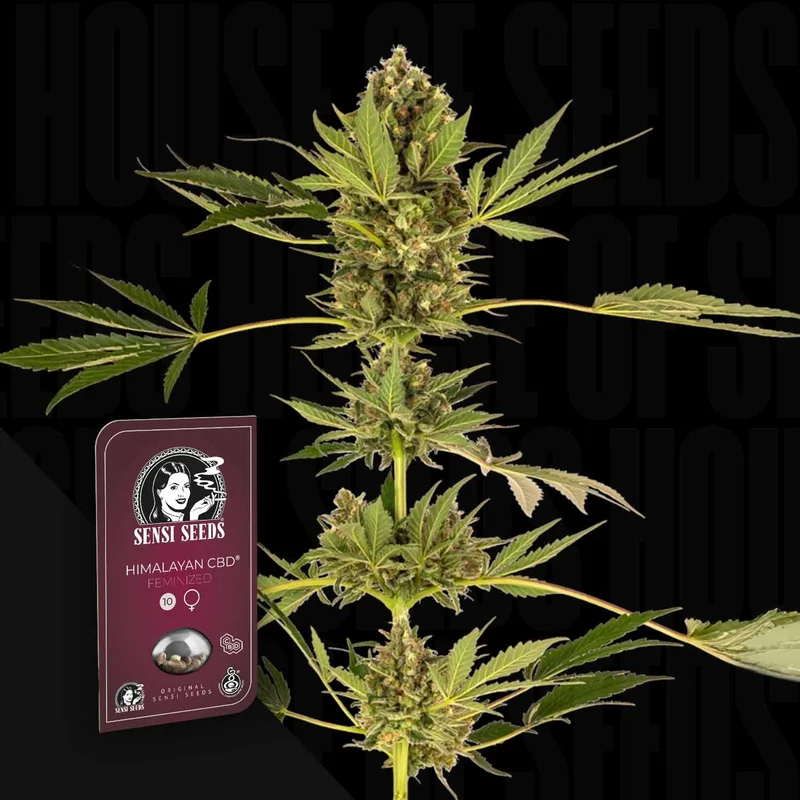 Himalayan CBD van Sensi Seeds
