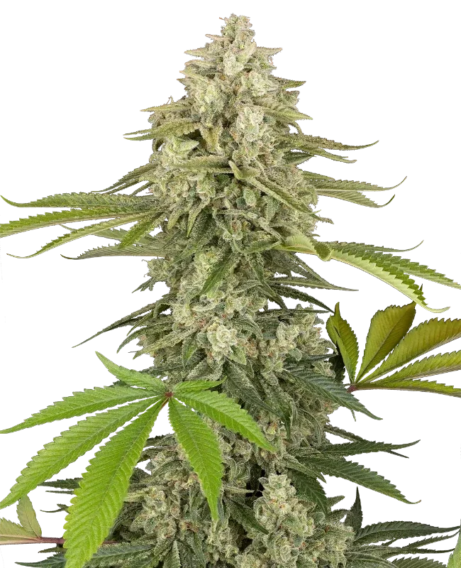 Snow Piercer van Sensi Seeds