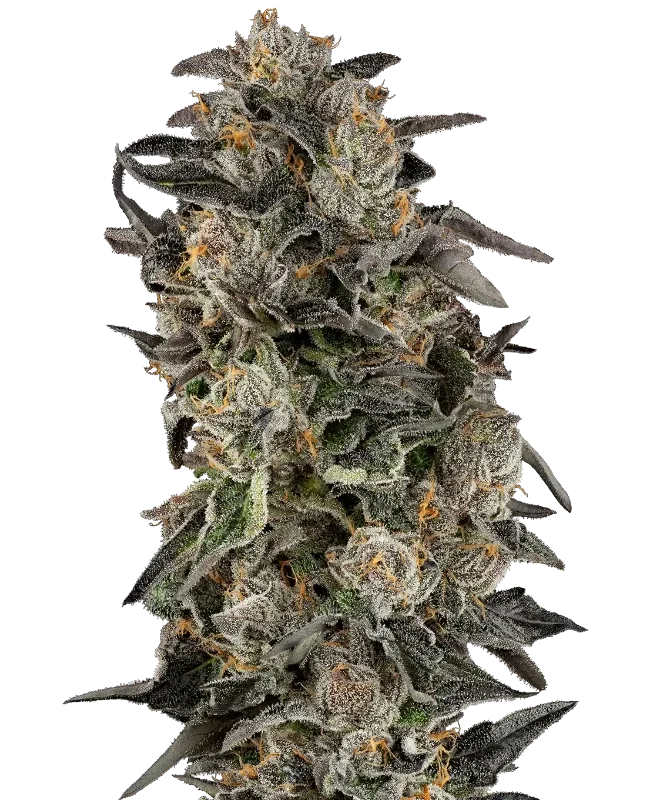 Cherry Strudel van Sensi Seeds