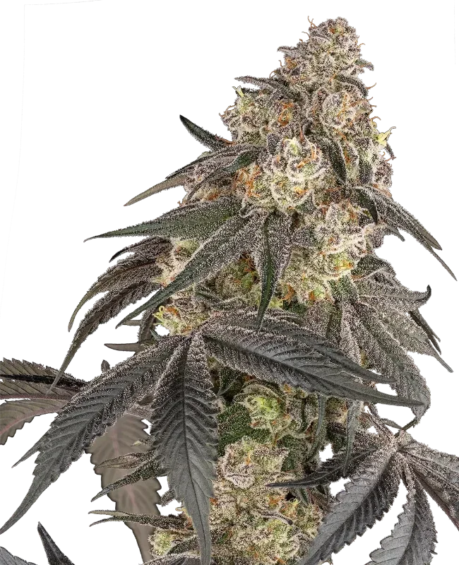 Blue Porcelain van Sensi Seeds