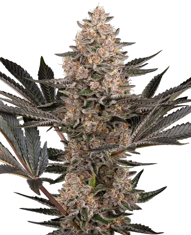Karate Kid van Sensi Seeds