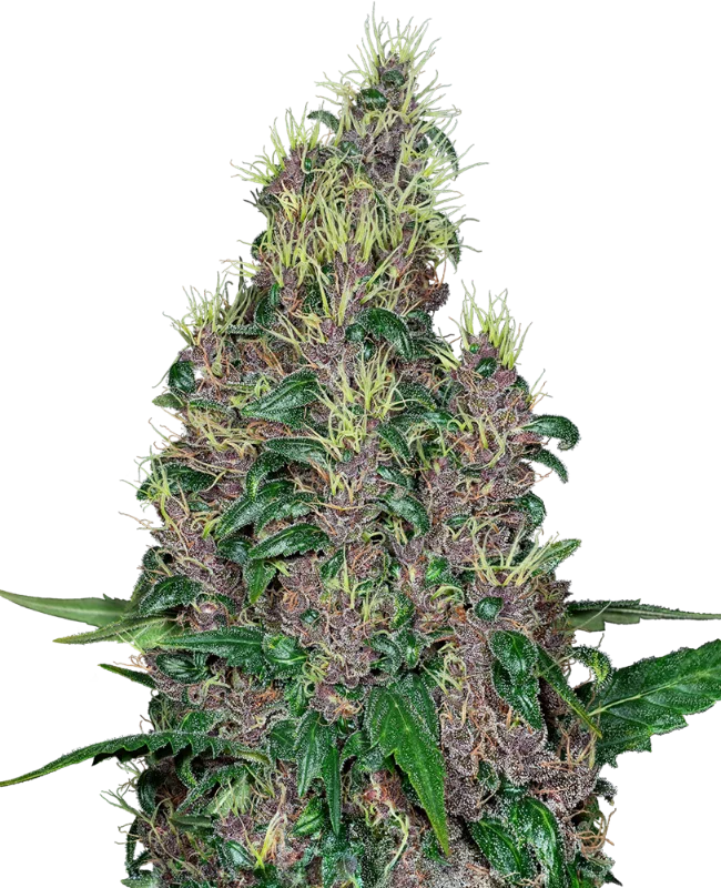 Mandarine Jam van Sensi Seeds