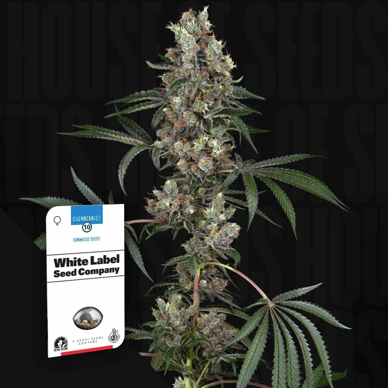 Chemberries van Sensi Seeds