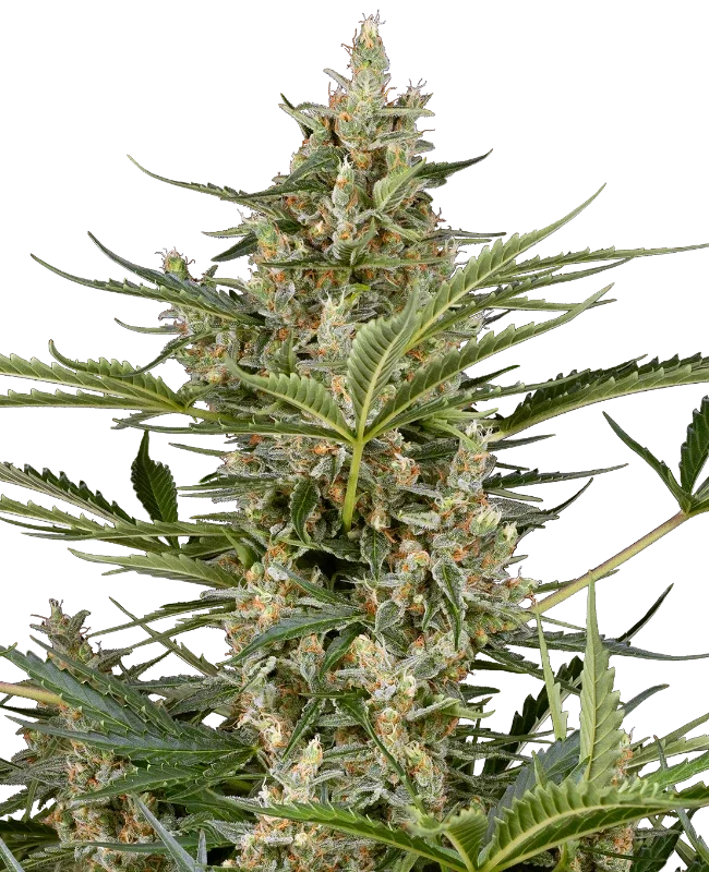 Peace Love and Harmony van Sensi Seeds