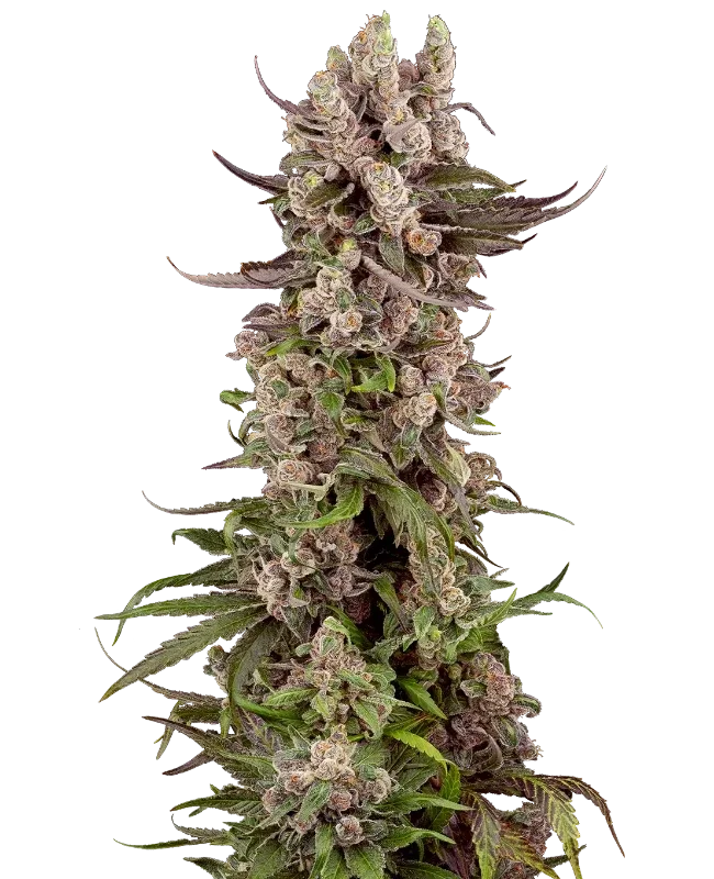 Tropicana Cherry Gelato van Sensi Seeds