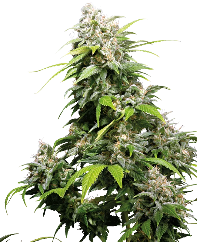 California Indica van Sensi Seeds