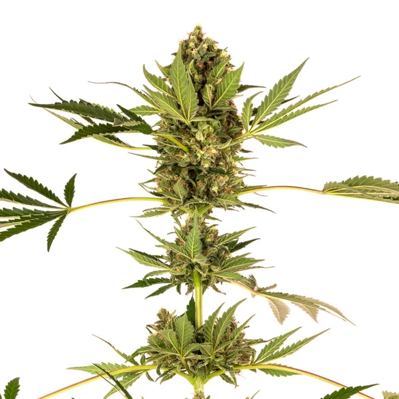 Himalayan CBD van Sensi Seeds