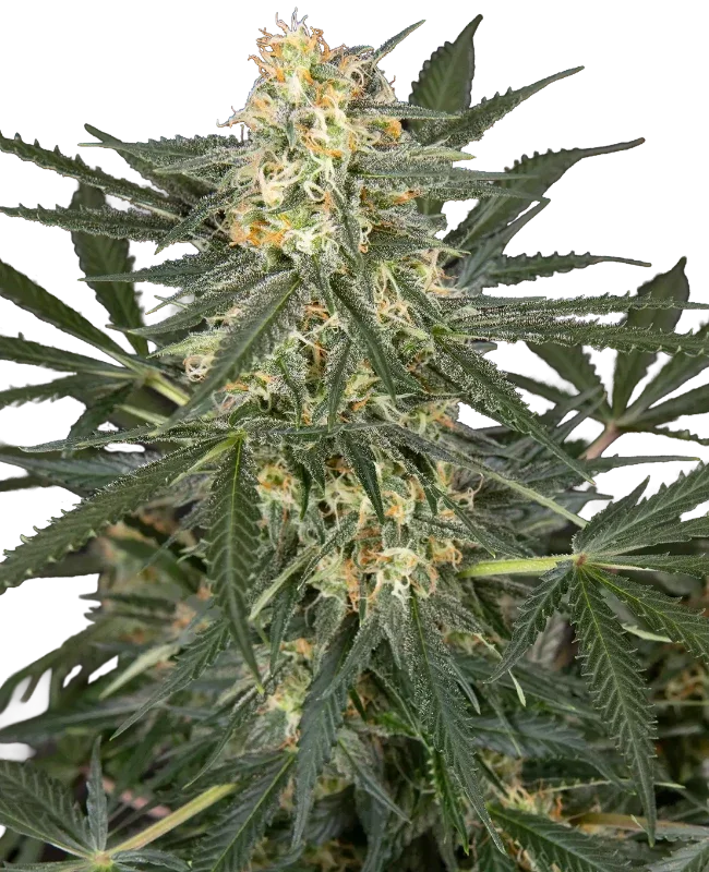 C4 van Sensi Seeds