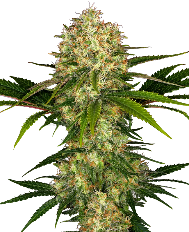 Afghani #1 van Sensi Seeds