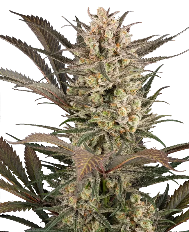 Sour Jam van Sensi Seeds