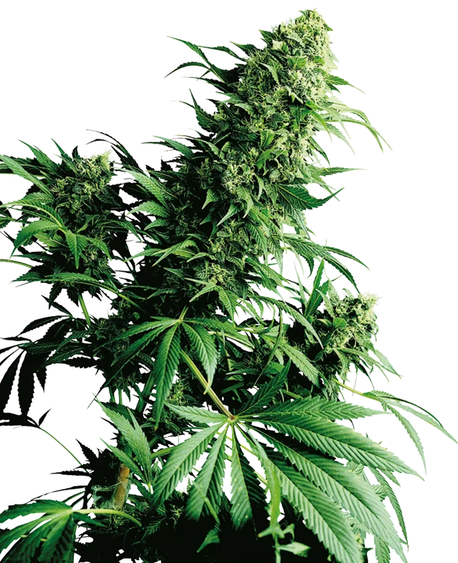 Shiva Shanti van Sensi Seeds