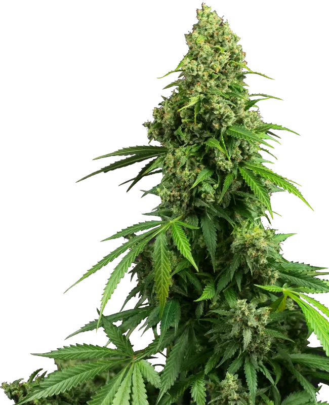 Honey Melon Kush van Sensi Seeds