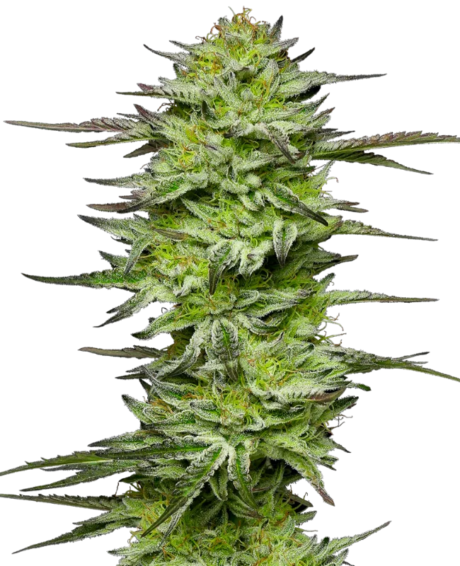 Amnesia Jelly van Sensi Seeds