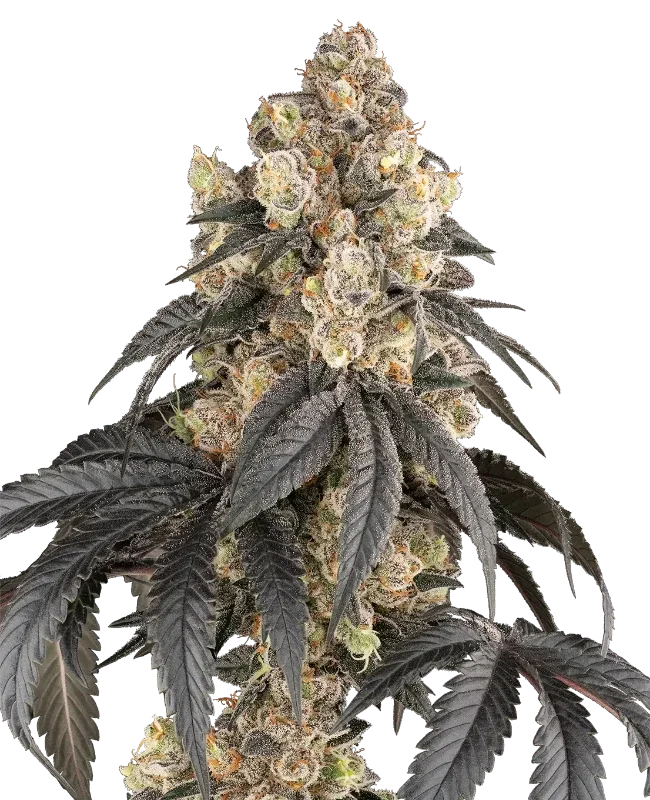 Purple Panties van Sensi Seeds