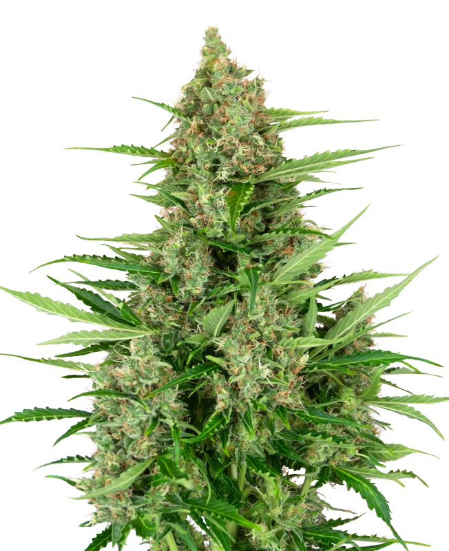 Double Kush Cake van Sensi Seeds