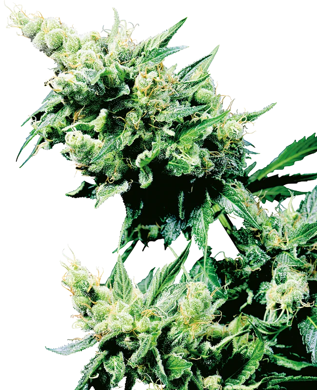 Hash plant van Sensi Seeds