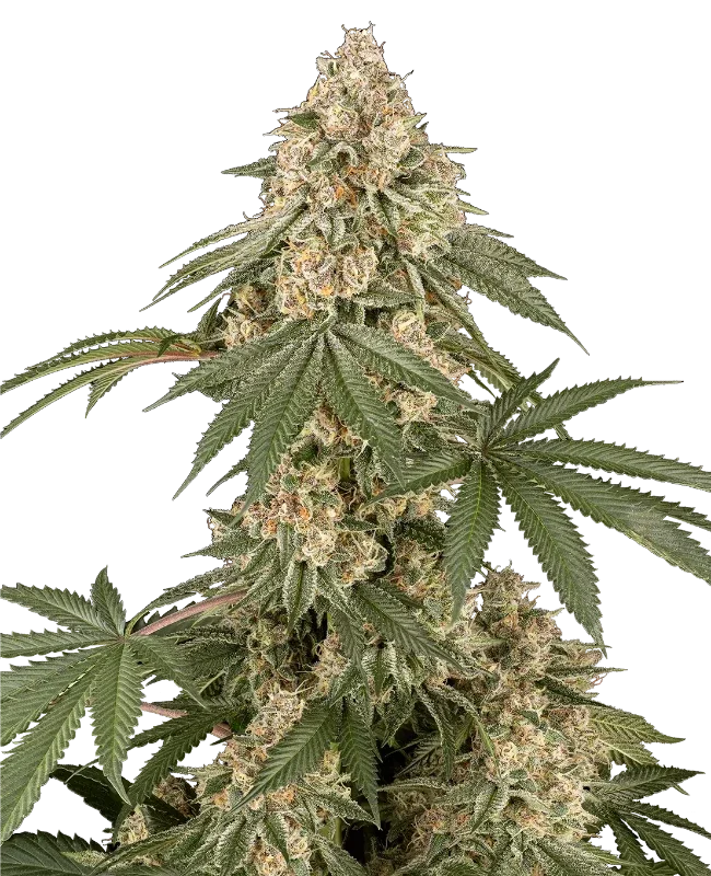 Dolce Peccato van Sensi Seeds