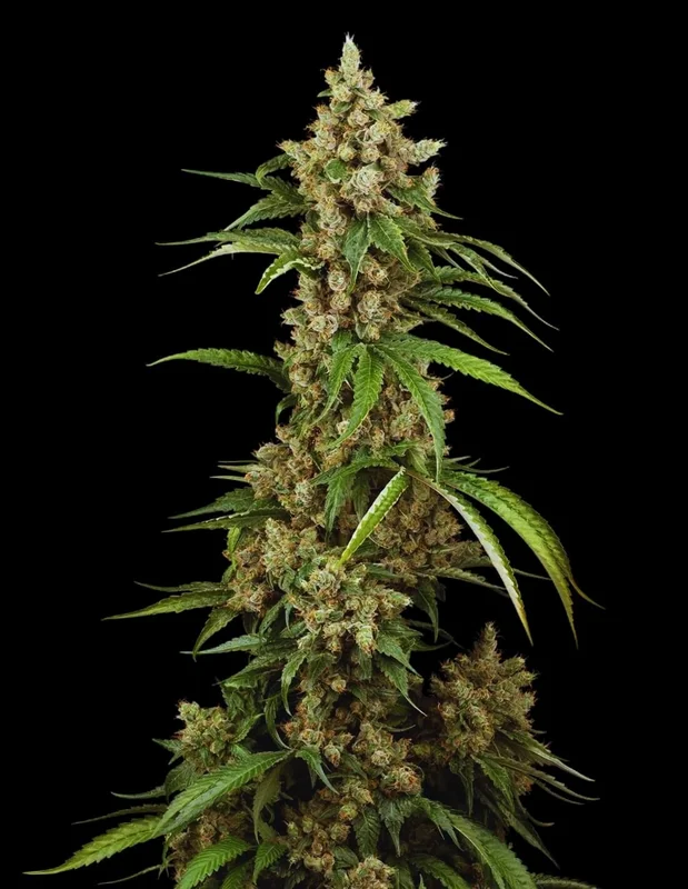 Big Berry Boom Boom van Sensi Seeds