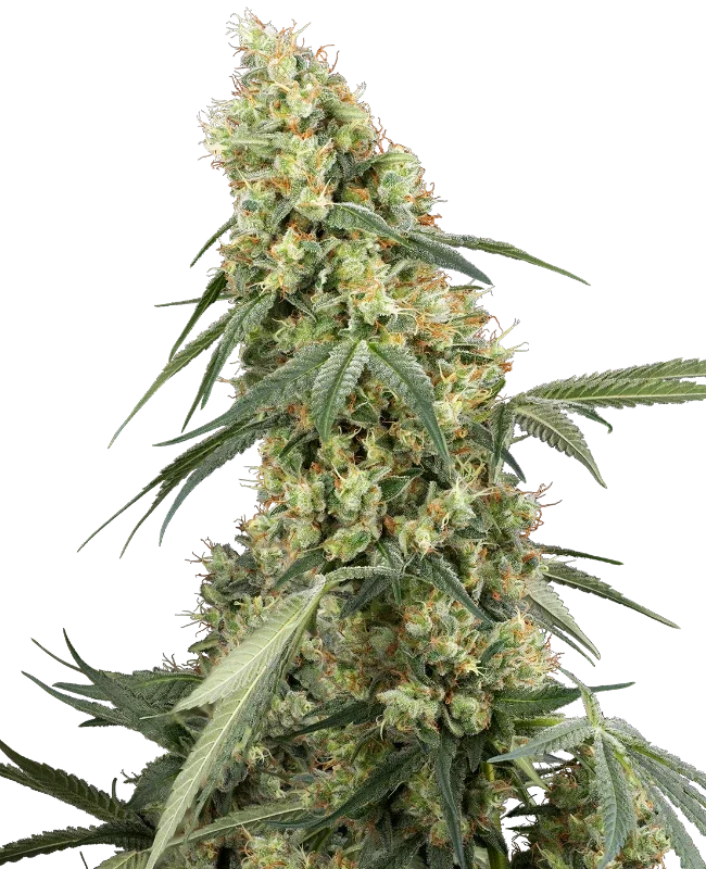 Dough Boy van Sensi Seeds
