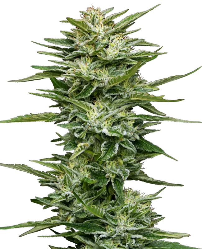Pineapple Kush Cake van Sensi Seeds