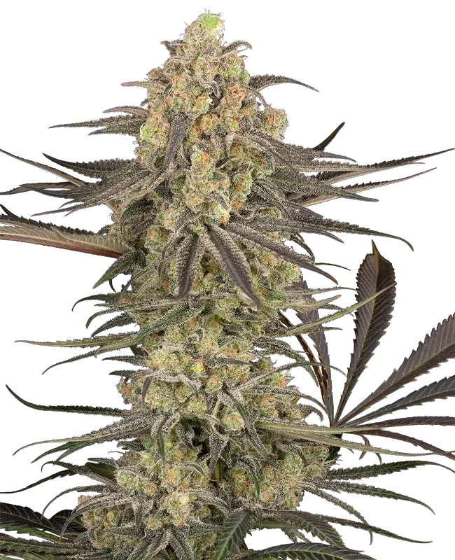 Rhonda's Wrath van Sensi Seeds