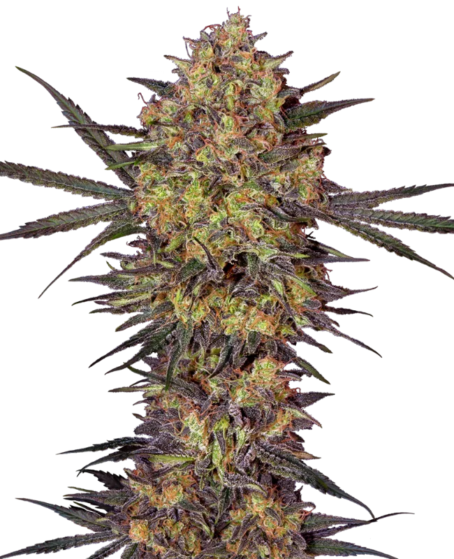 The Bird van Sensi Seeds