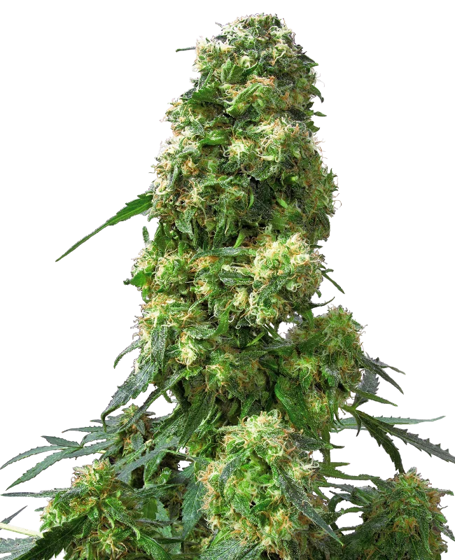 Early Skunk van Sensi Seeds