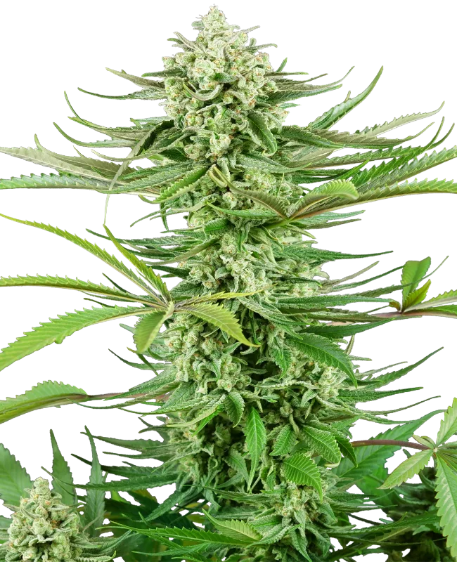Cashew Kush van Sensi Seeds