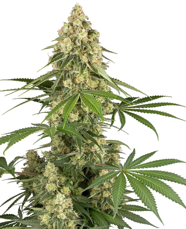 Sticky Orange XXL van Sensi Seeds