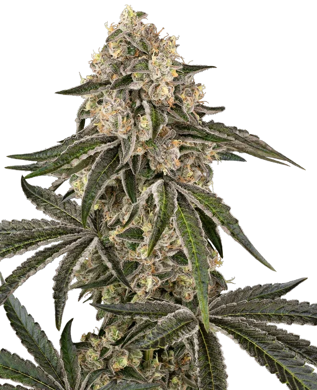 Sunset Peach van Sensi Seeds