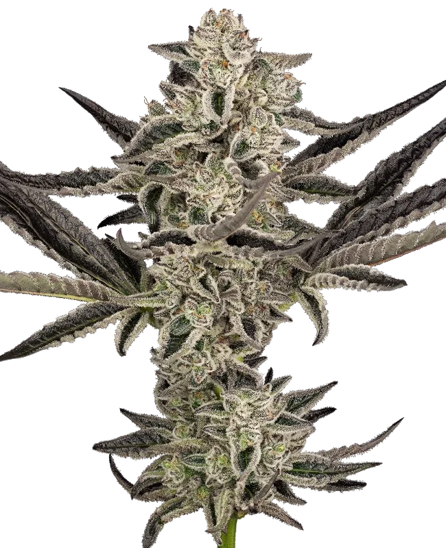 Purple Pickle van Sensi Seeds