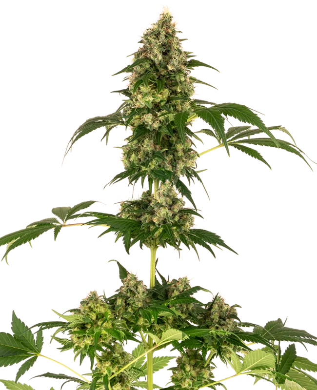 Cobalt Haze van Sensi Seeds