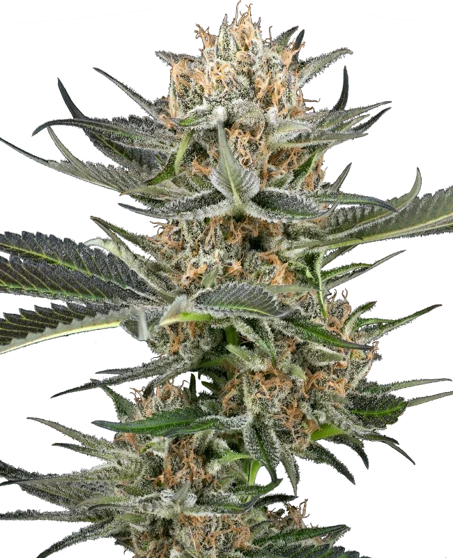 Thin Mint Kiwi van Sensi Seeds