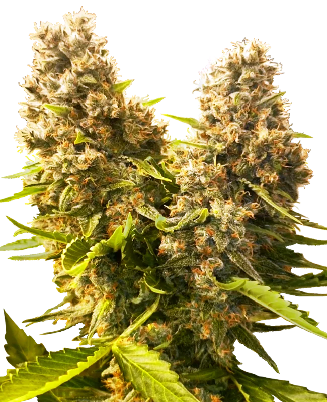 Banana Kush Cake van Sensi Seeds