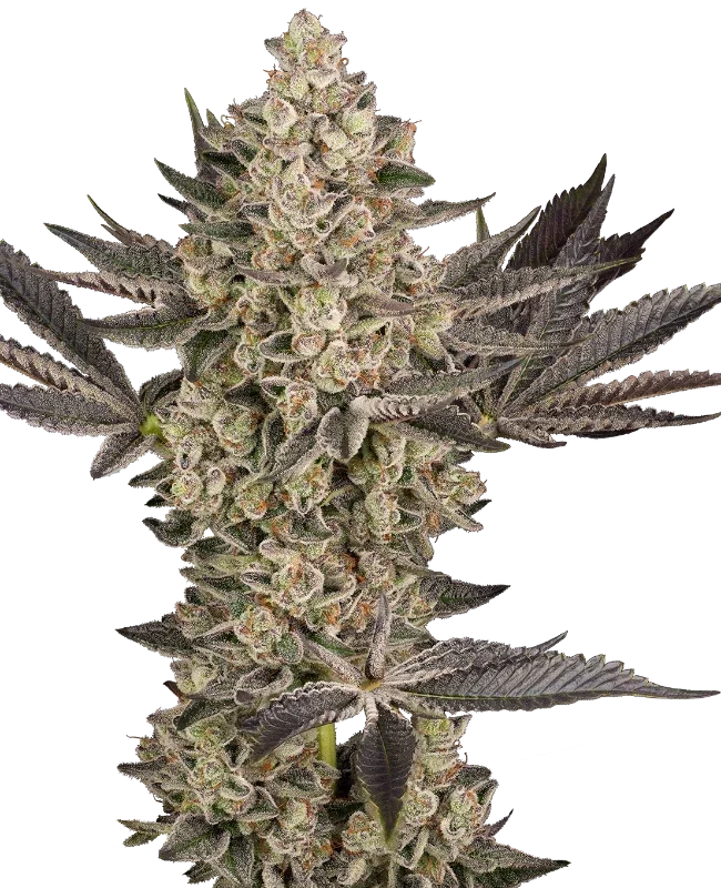 Tropical Butter Sauce van Sensi Seeds