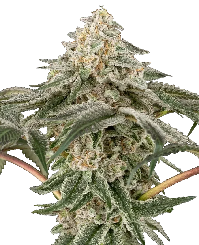 Black Lily van Sensi Seeds