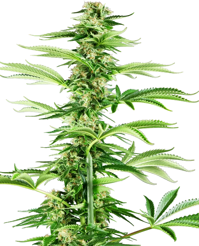 Honey Melon Haze van Sensi Seeds
