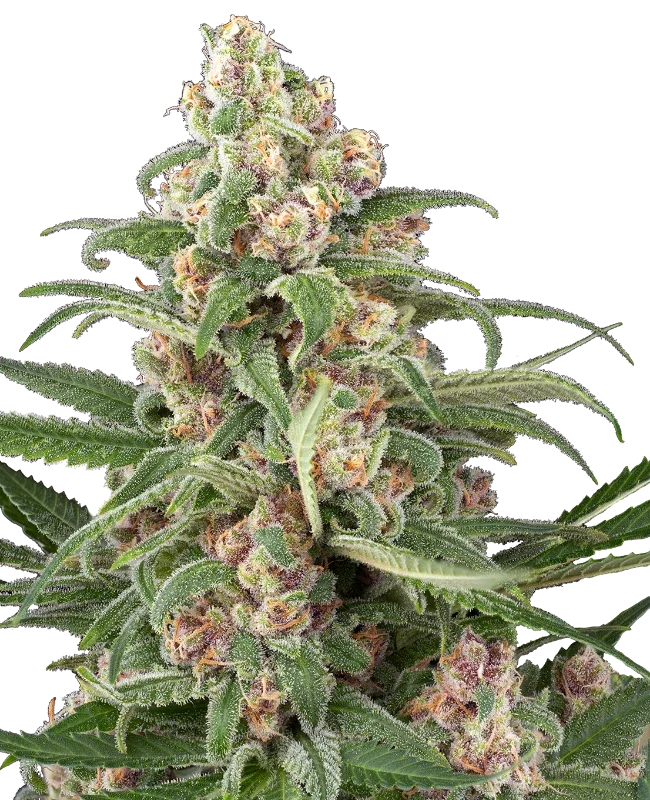 Cassis van Sensi Seeds