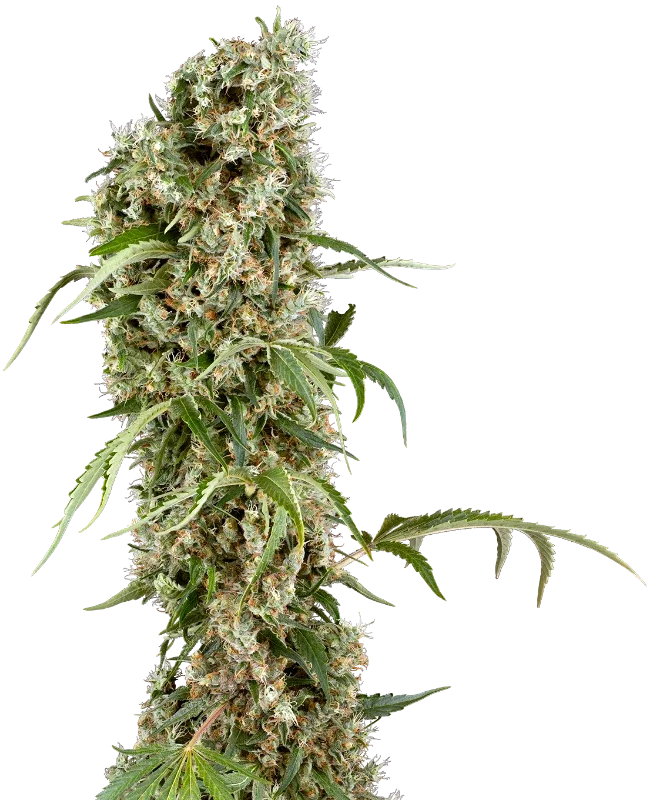 Blackberry Herer van Sensi Seeds