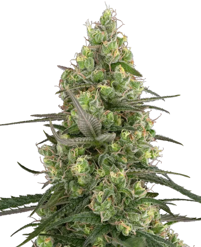 Grease Slapper van Sensi Seeds