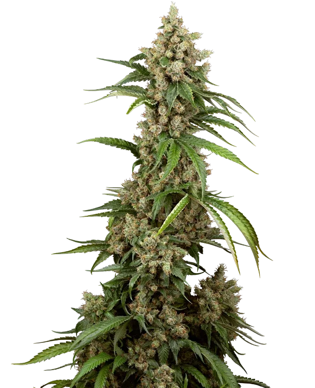 Big Berry Boom Boom van Sensi Seeds