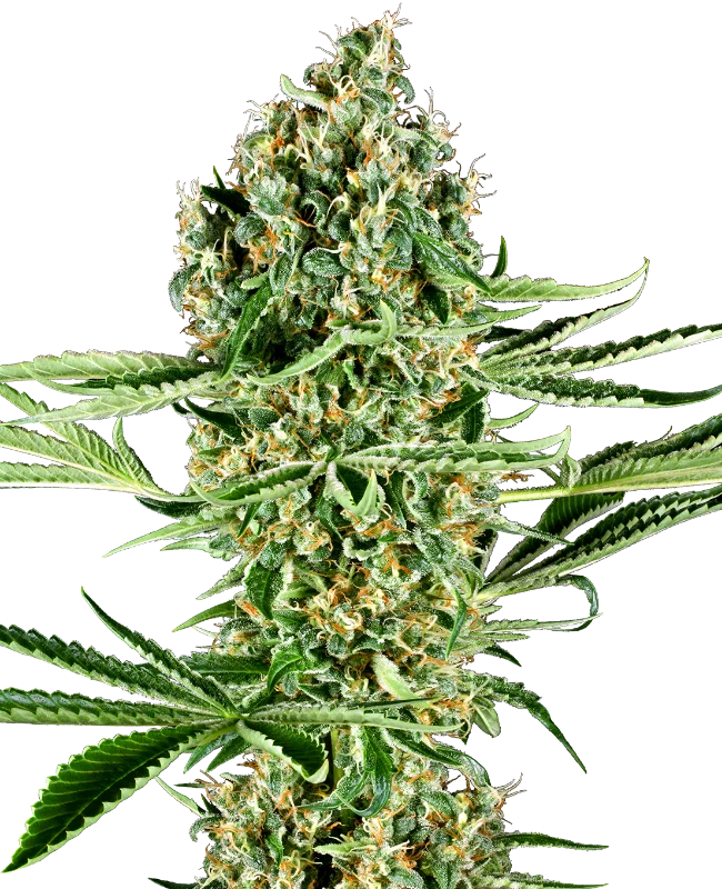 Critical Runtz van Sensi Seeds