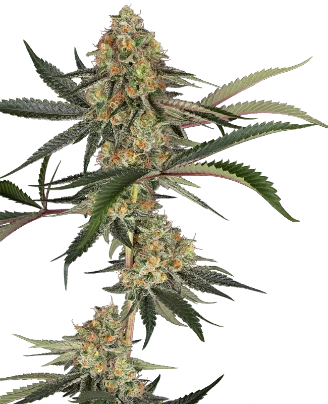 Super Lemon Cherry van Sensi Seeds