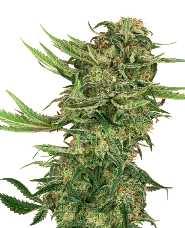 N13 Kush van Sensi Seeds