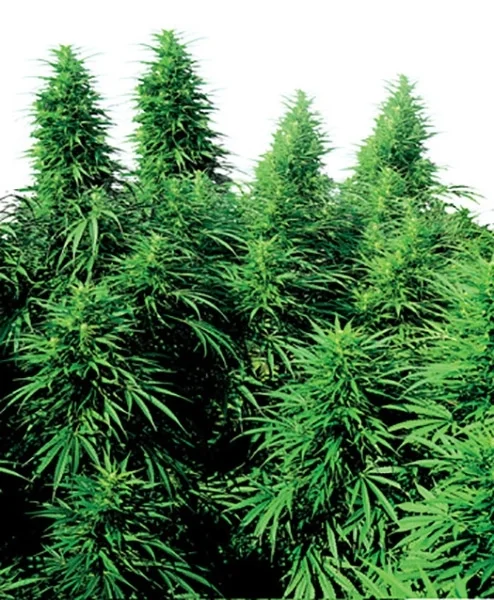 Ruderalis Skunk van Sensi Seeds