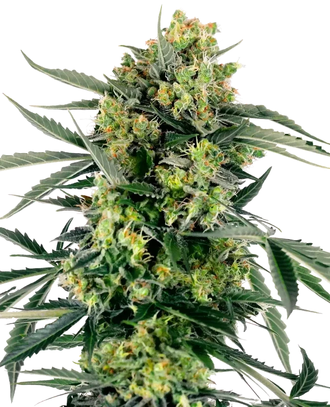 Blueberry Candiez van Sensi Seeds