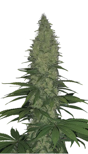 Serious Happiness van Serious Seeds