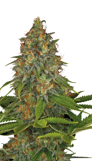 Strawberry AK van Serious Seeds