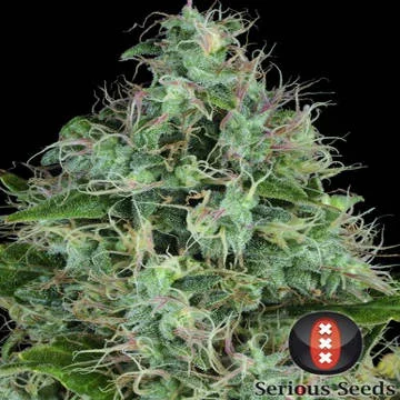 Serious 6 van Serious Seeds